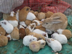 Guinea pigs and rabbits
